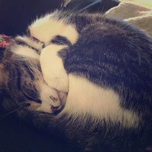 Meet your Posher, Dapper